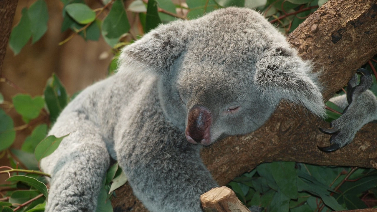 Организация за опазване на коалите засажда дървета за да опази