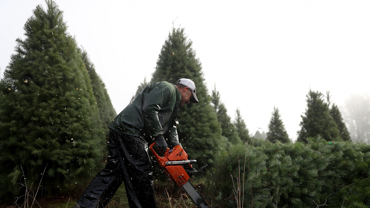 20 189 елхи са предвидени за продажба за предстоящите Коледни