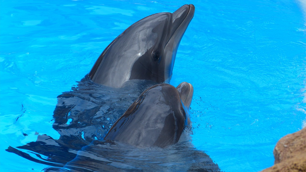 Единствената постоянна популация на афали (бутилконоси делфини) в Англия е