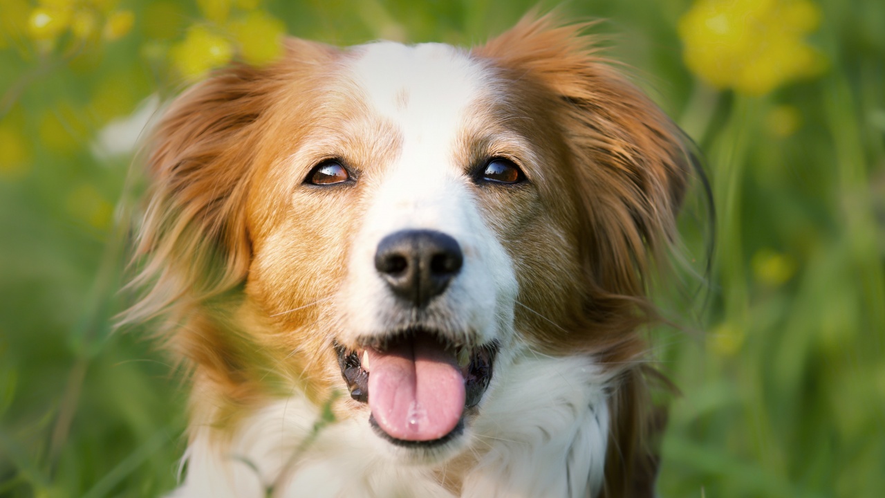 10 неща, които вашето кучето би ви казало, ако можеше да говори
