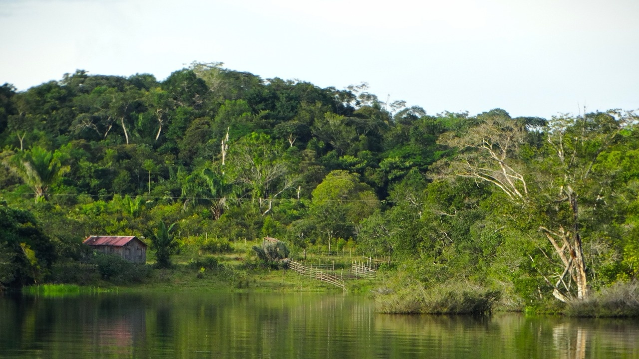 Бразилия предлага създаване на световен фонд за опазване на горите