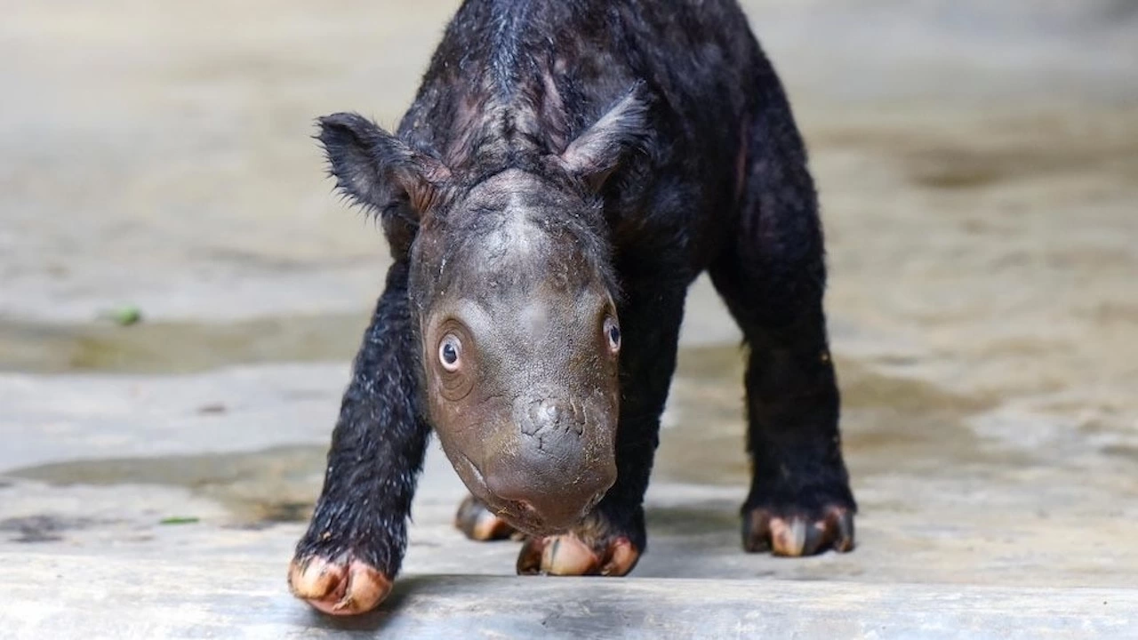 В Индонезия се роди суматрански носорог съобщава ABC News Това
