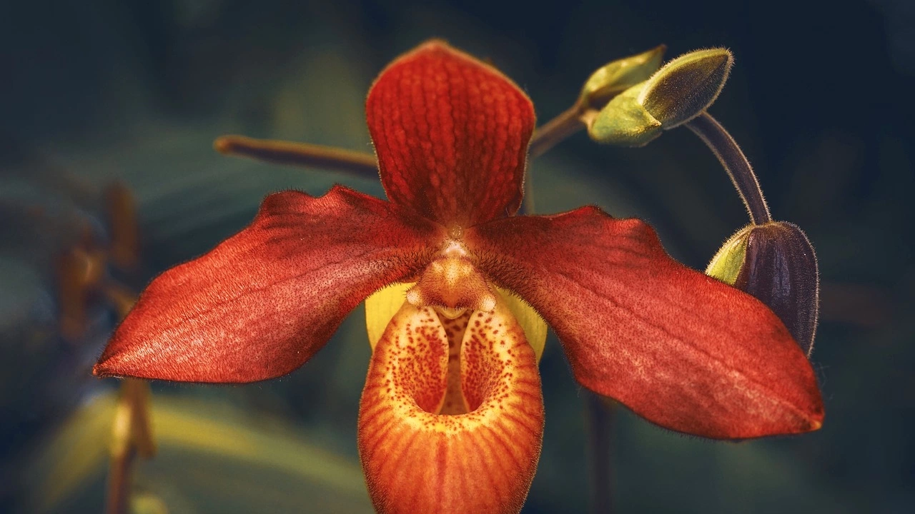 Учени са открили нов рядък вид орхидея наречен Kuhlhasseltia motuoensis