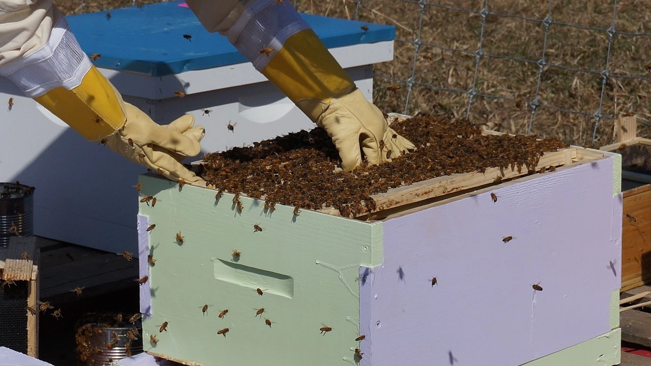 Пчелари от България се събраха в Търговище за участие в