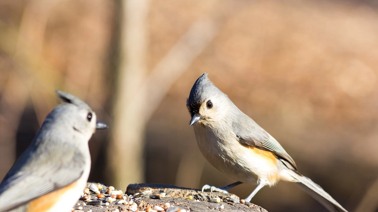 Много от птиците които почти всеки познава – синигери кълвачи