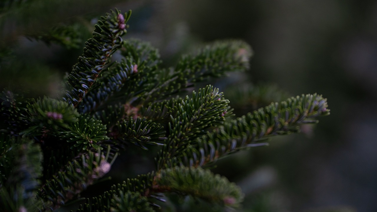 Каква трябва да е Коледната елха – ела, бор или смърч?