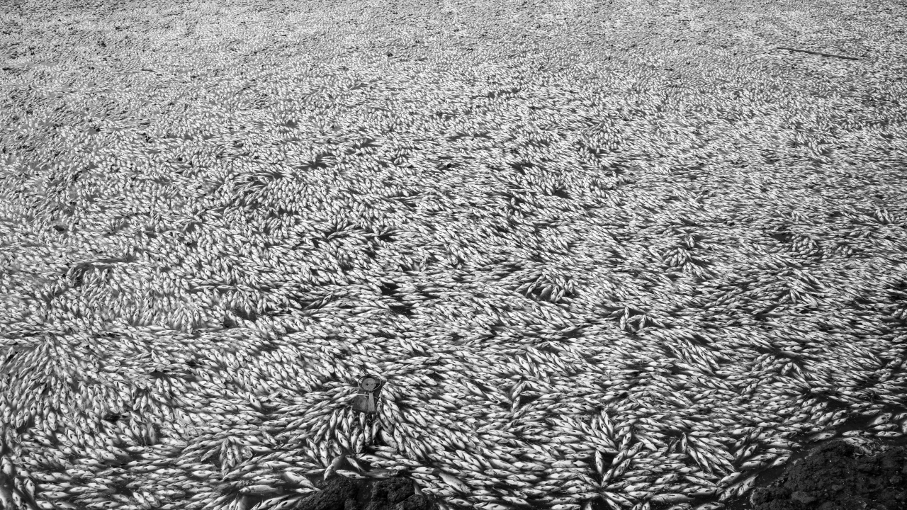 Тонове мъртва риба изхвърли морето на плаж в Япония