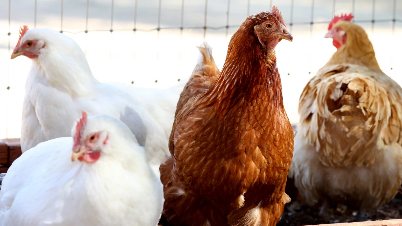 Белгия е открила огнище на високопатогенна инфлуенца по птиците H5N1