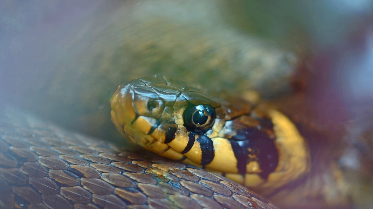 Черепите на змиите показват как те се адаптират към плячката
