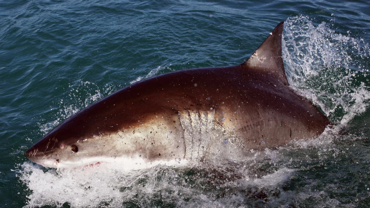 Жена почина след като акула откъсна крака й пред очите