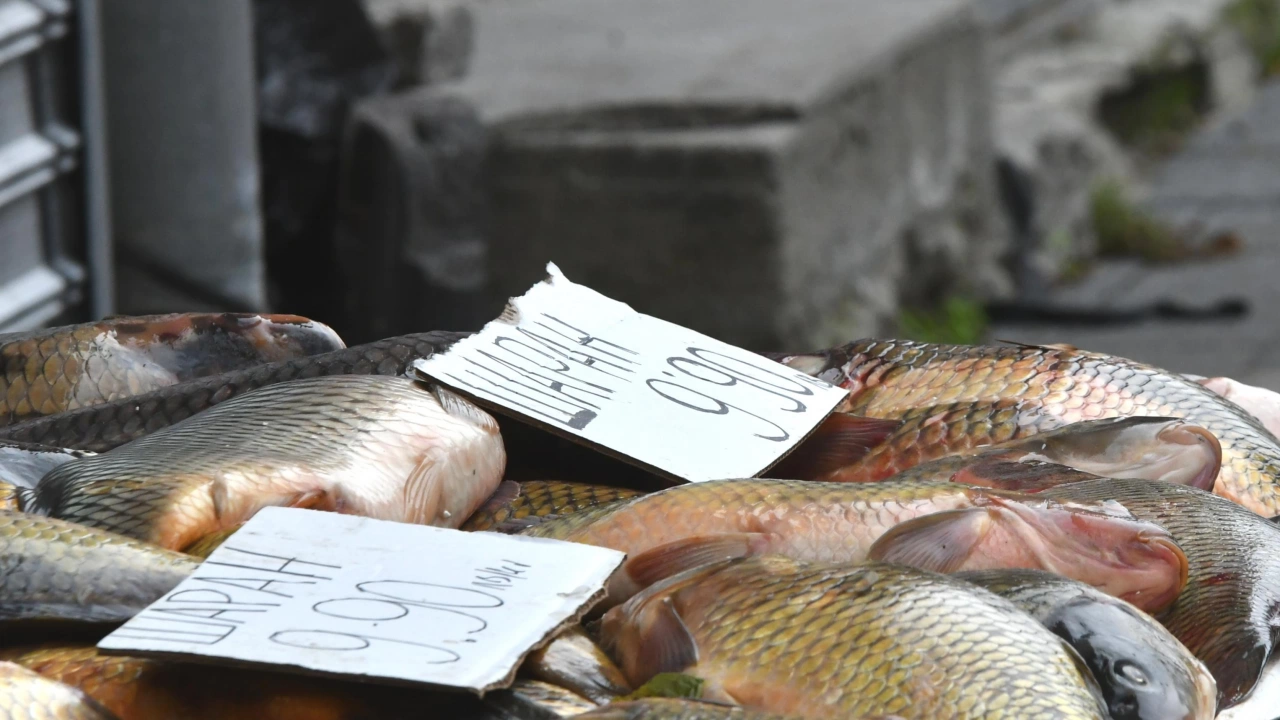 Проверките за качеството на рибата продължават и в деня на