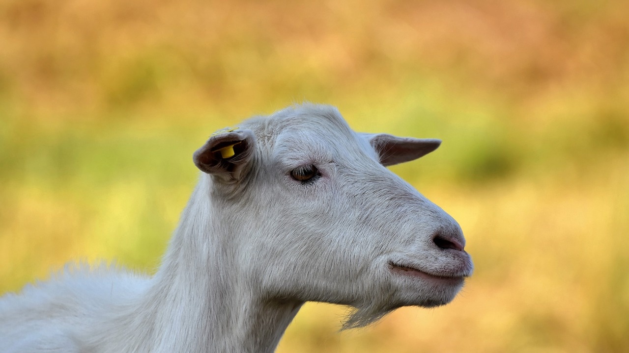 Тийнейджъри откраднаха пет кози в Плевенско