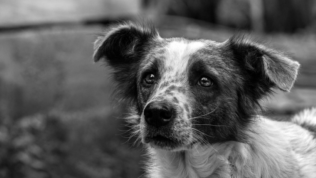 Нов протест срещу условията в общинските приюти за кучета в София
