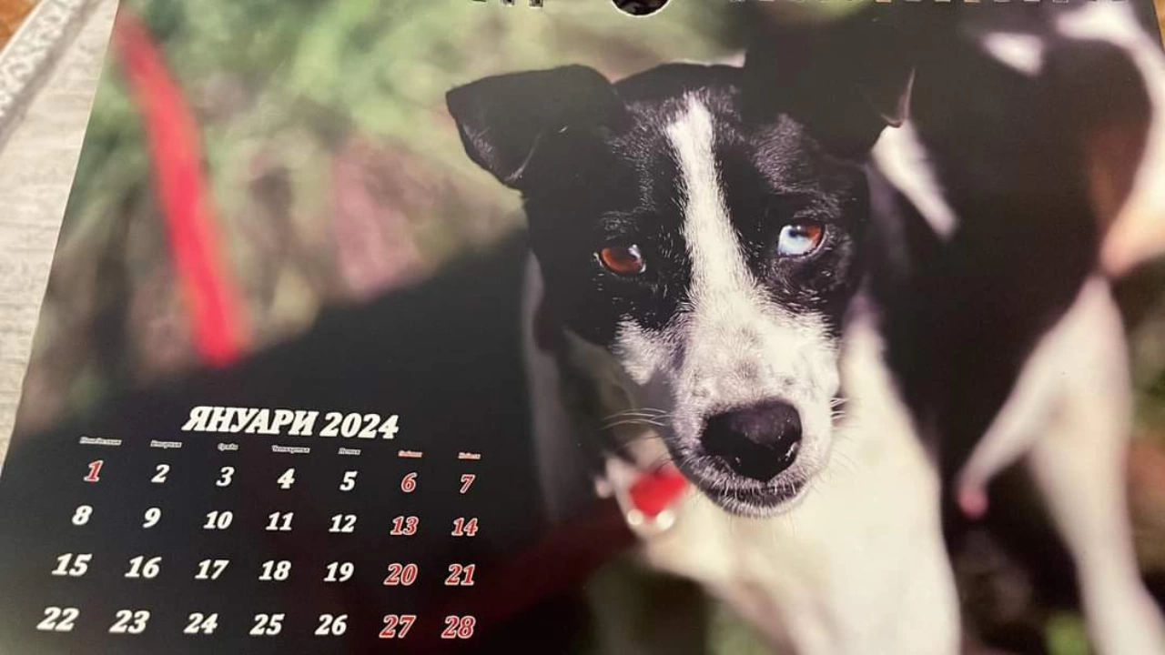 Сблаготворителни календари събират средства за Общинския приют за безстопанствени кучета