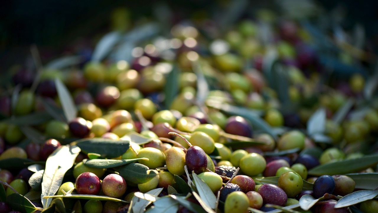 Производството на маслини в Албания се е увеличило с 43,16