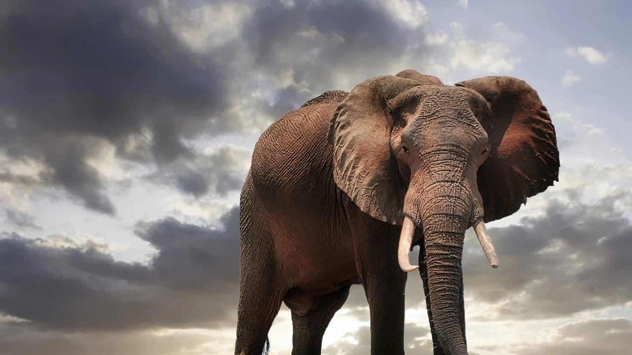 Неизвестен брой слонове са гладували до смърт през изминалите три
