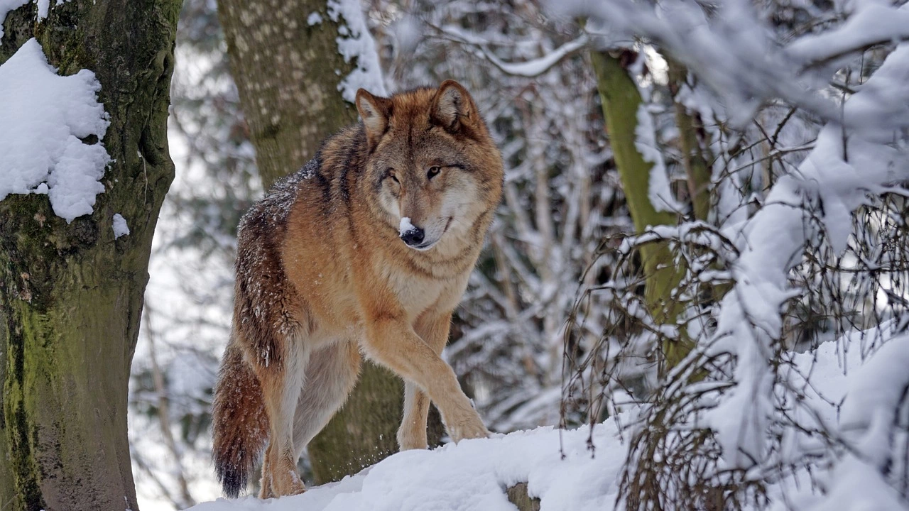 Вълкът може да загуби своя статут на строго защитен вид