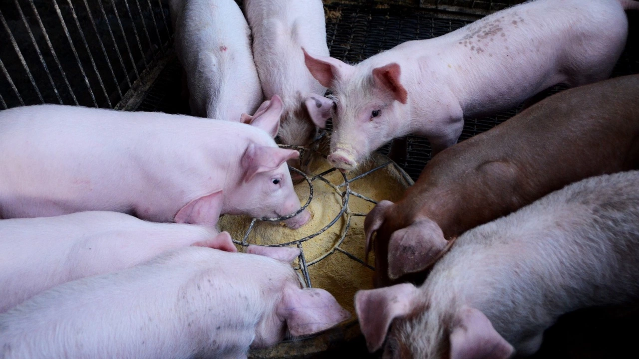 Коленето на свине отново е позволено от днес в Хърватия