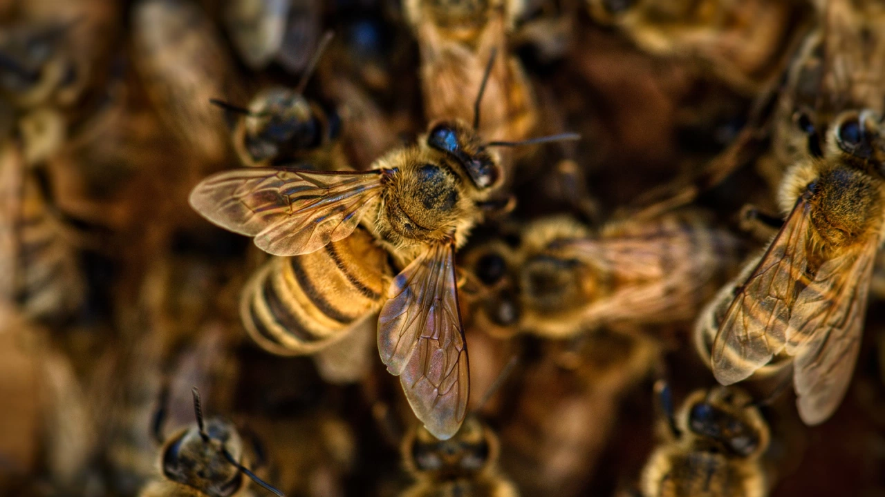 Заради топлото време последните дни пчелите в Кюстендилско излязоха от