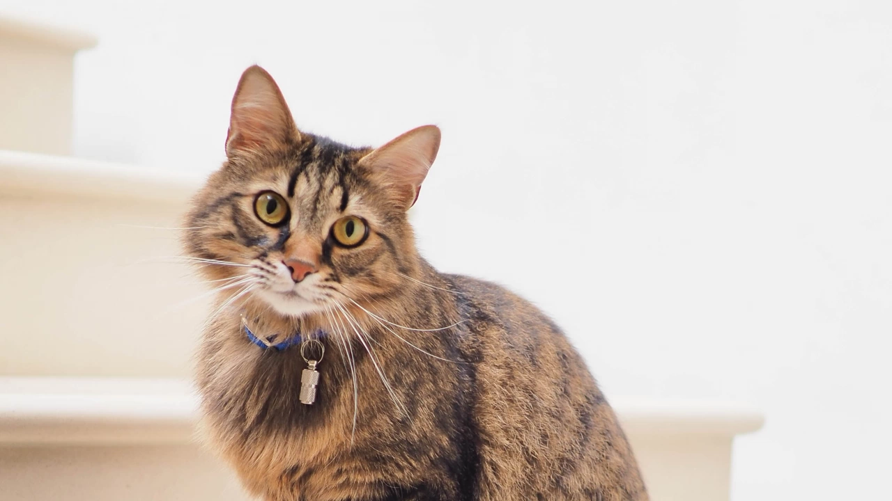 Мисията на Шана Олфенкамп е да спасява котки които са