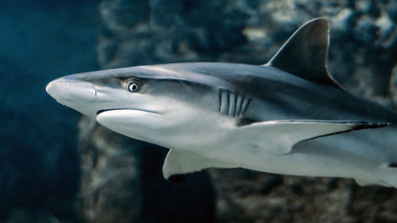 Тийнейджър е загинал при нападение от акула на популярно място