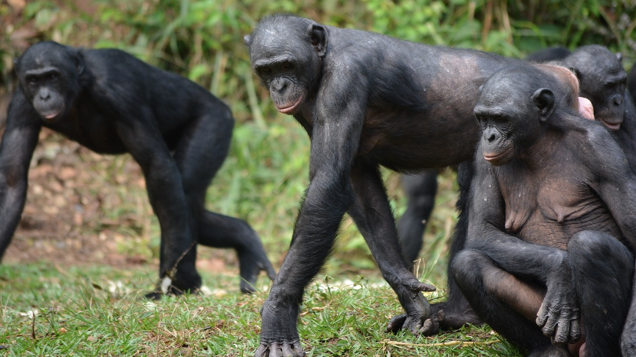 Проучване разкрива, че дребните шимпанзета от вида бонобо имат най-дългата