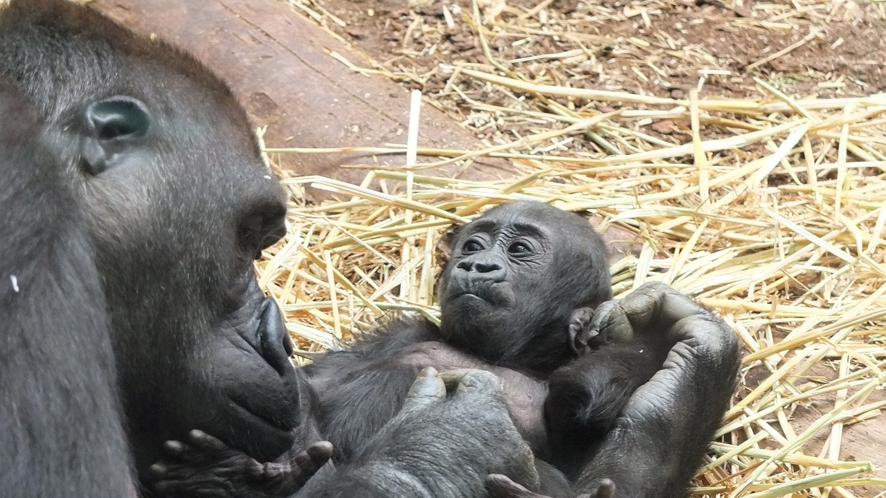 Зоологическата градина в Прага посрещна рядко потомство сред своите горили,
