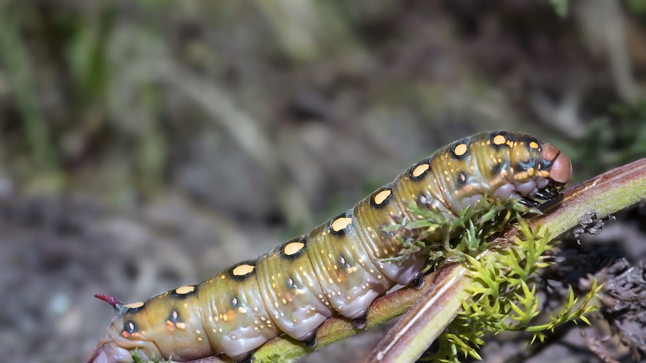 Учени откриха свидетелства за непозната група изчезнали хищни червеи, живели
