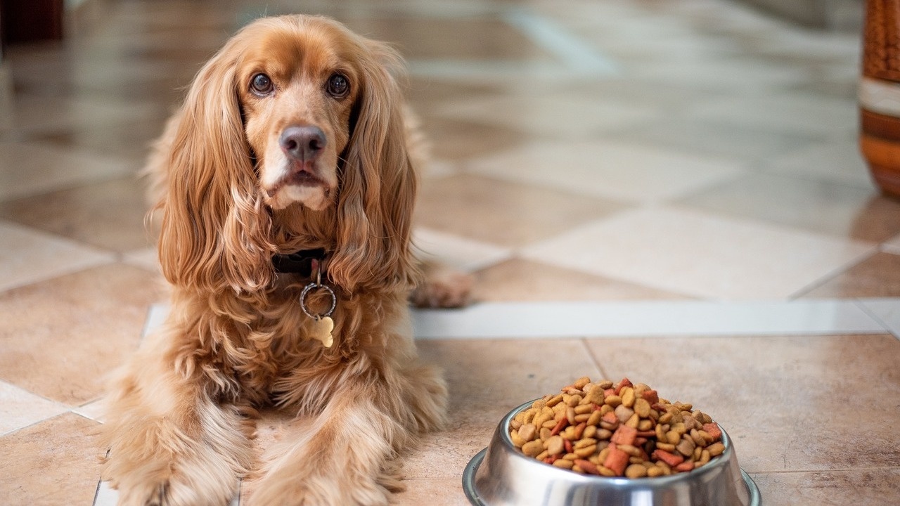 Виаграта може да лекува кучета с рядко хранително заболяване