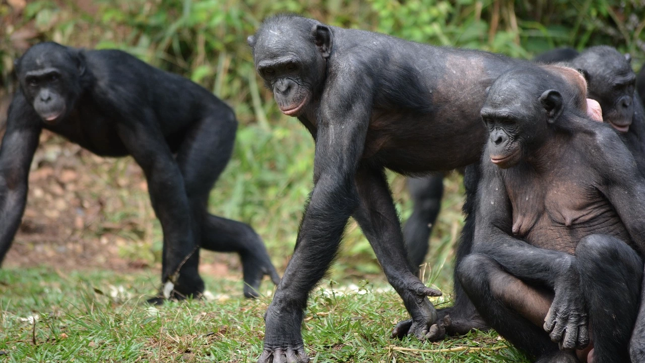 Проучване разкрива че дребните шимпанзета от вида бонобо имат най дългата
