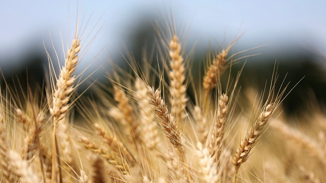 Запасите от пшеница в Индия вероятно ще останат над буферната