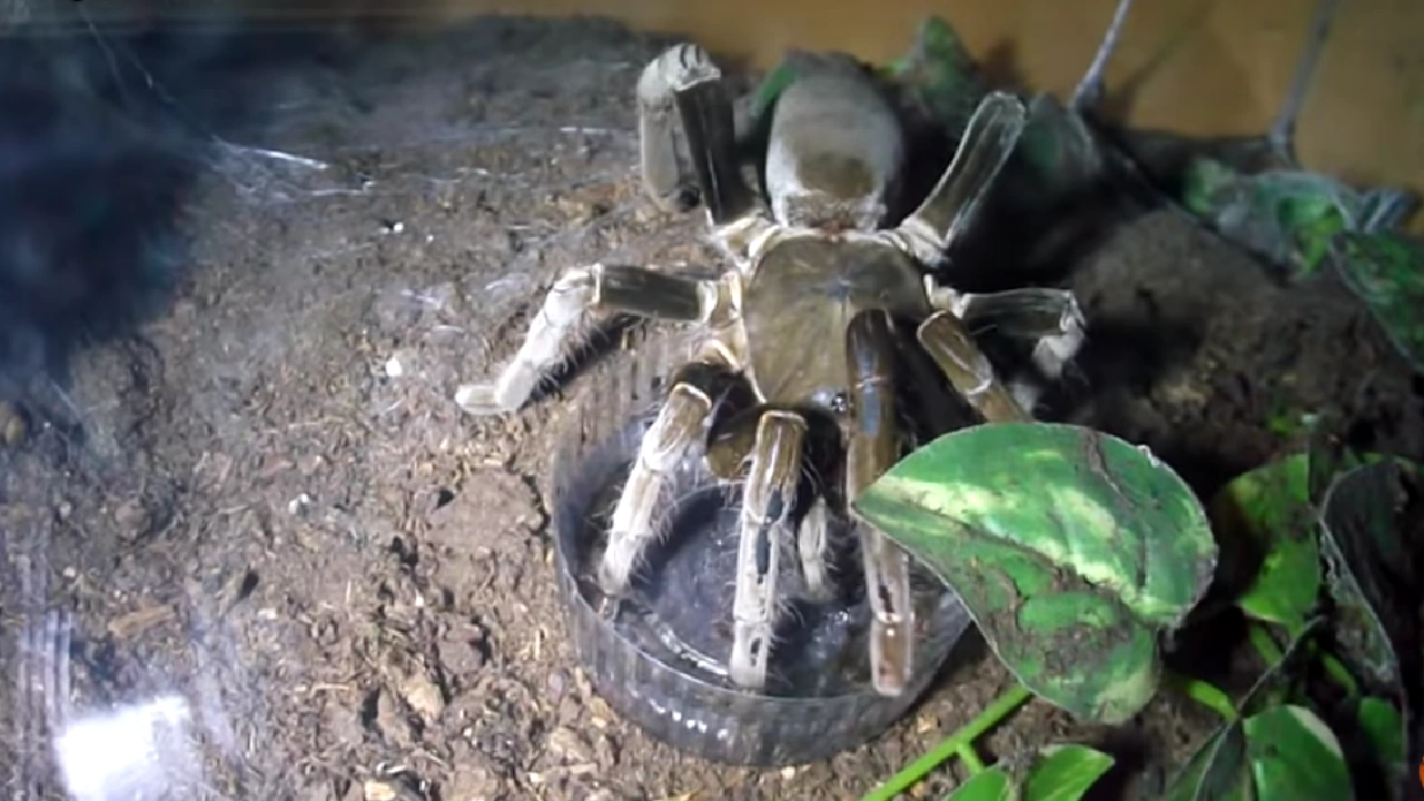 Учените заловиха най големия смъртоносен паяк в света за да го