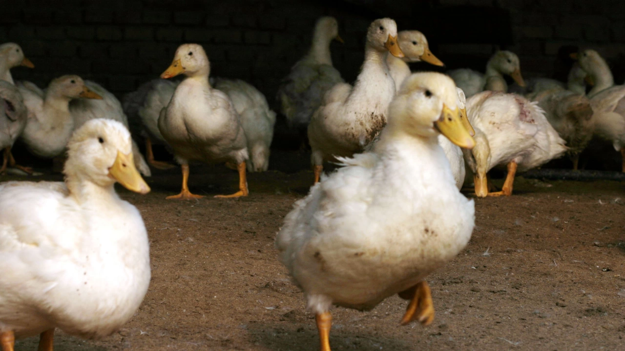Франция е открила птичи грип във ферма за патици в