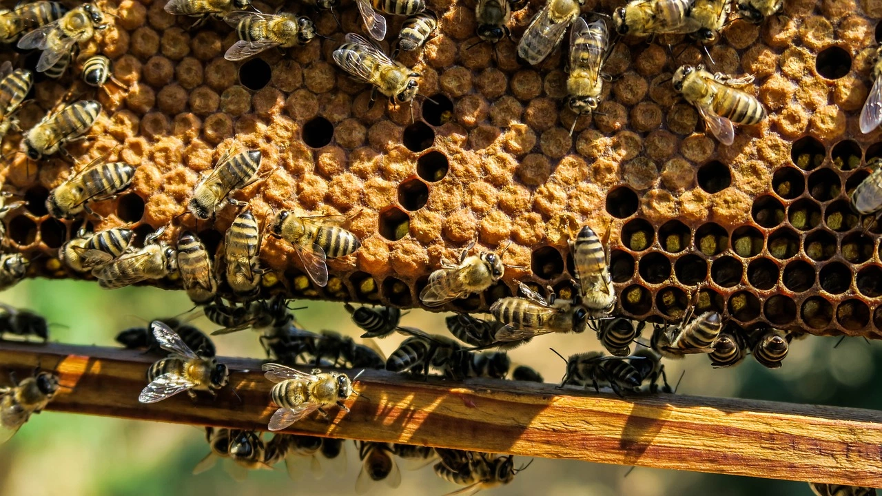 Добивът на мед в САЩ намалява от 90 те години на