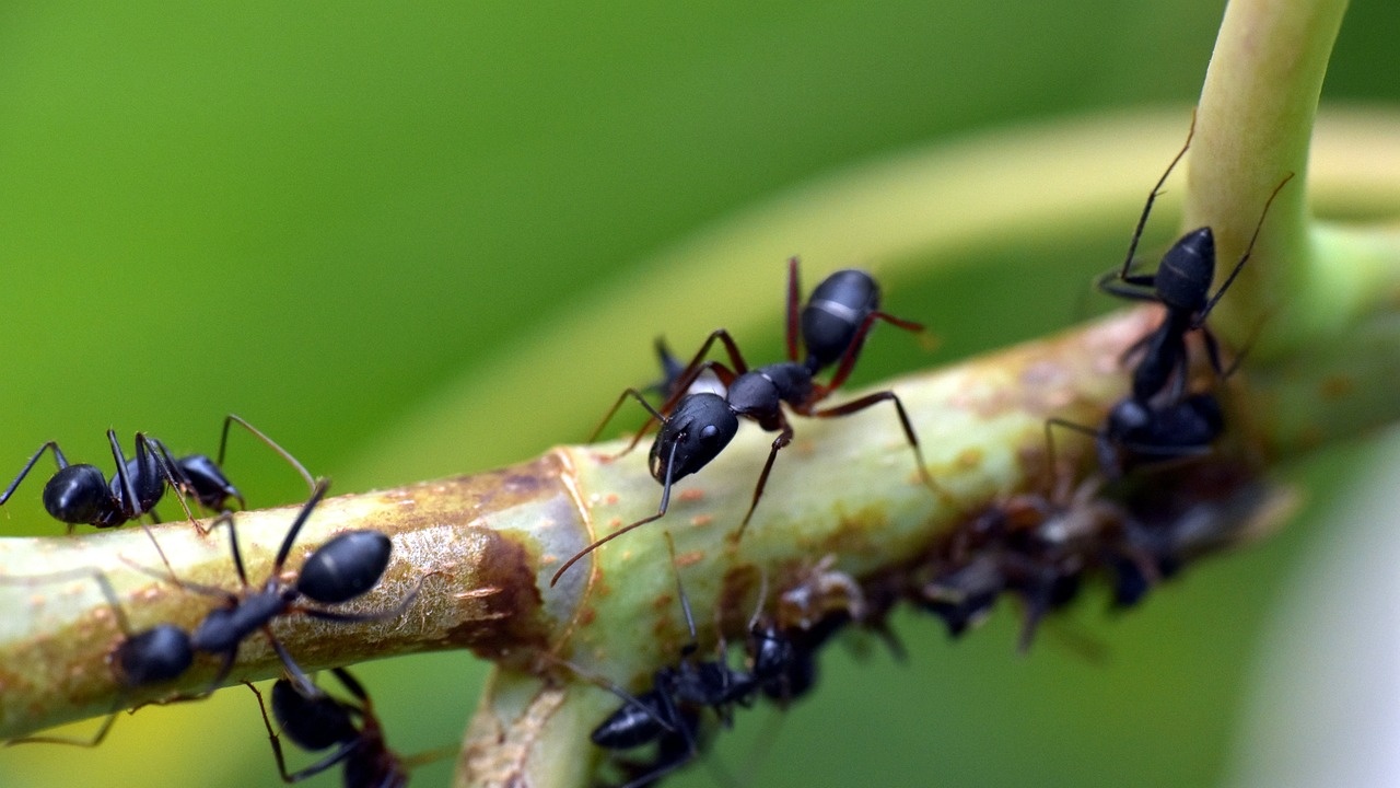Индивидуалността на мравките обуславя тази на тяхната колония, според изследване,