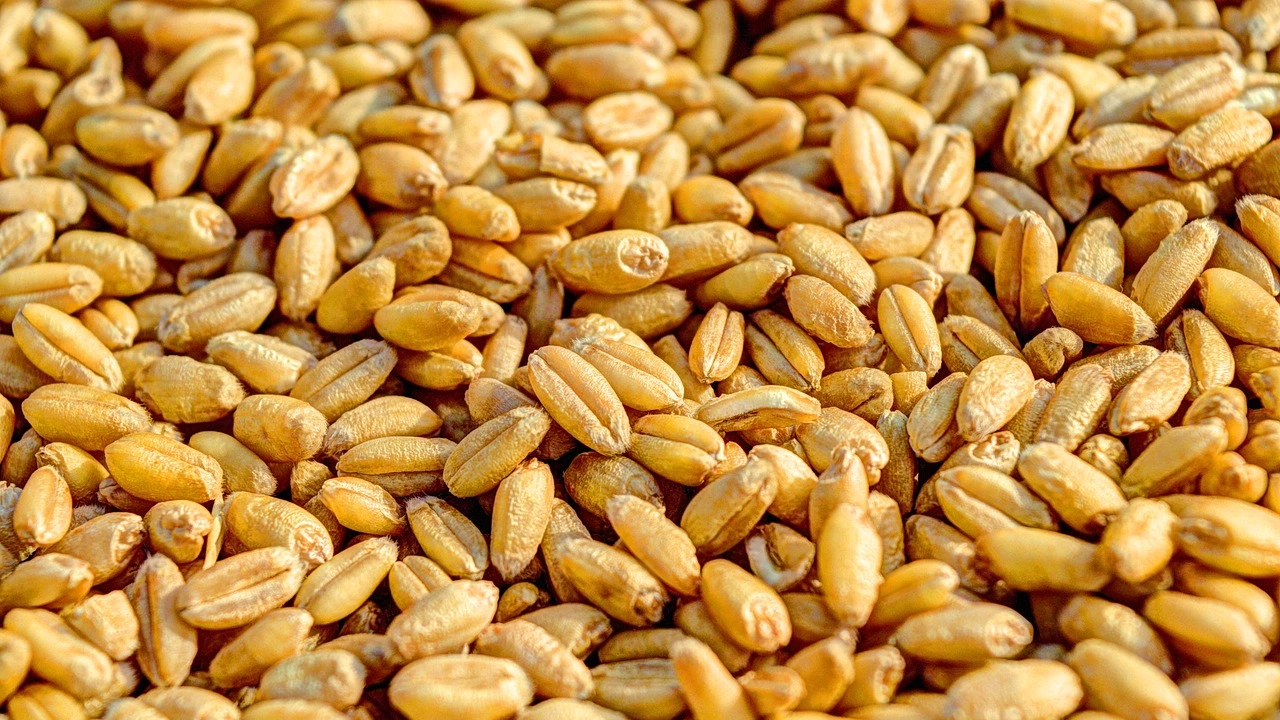 Вносът на пшеница в Египет се е увеличил с над