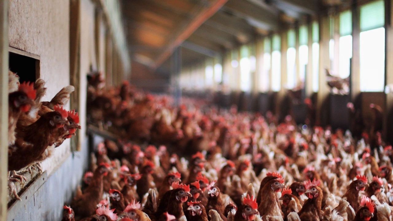 Швеция съобщи за огнище на високопатогенен птичи грип H5N1 във