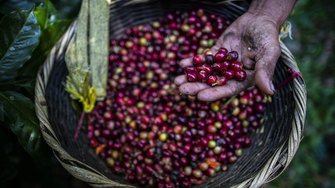 Износът на кафе от Индия вероятно ще нарасне с до