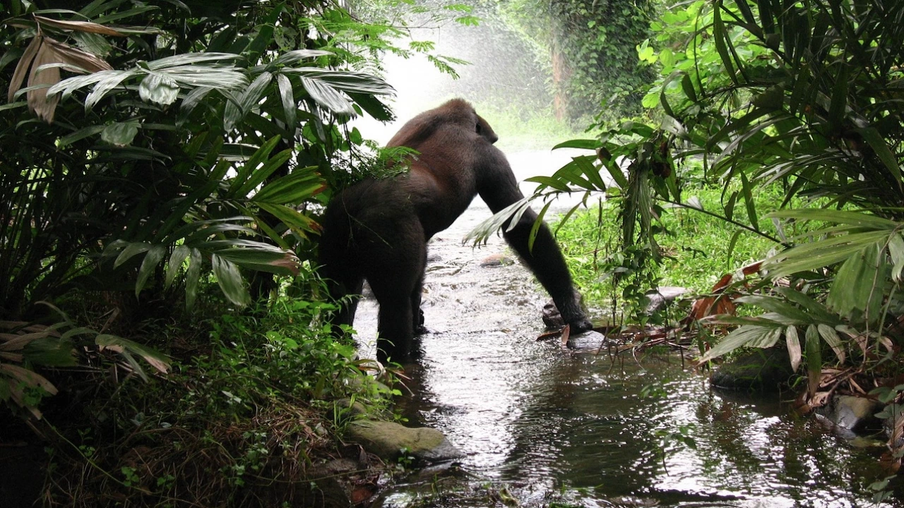 Най голямата маймуна живяла някога е изчезнала заради климатичните промени съобщиха