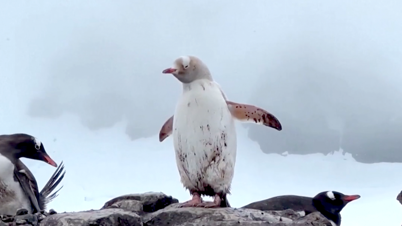 Изключително рядък бял пингвин е заснет в Антарктида. Животното е женско и е