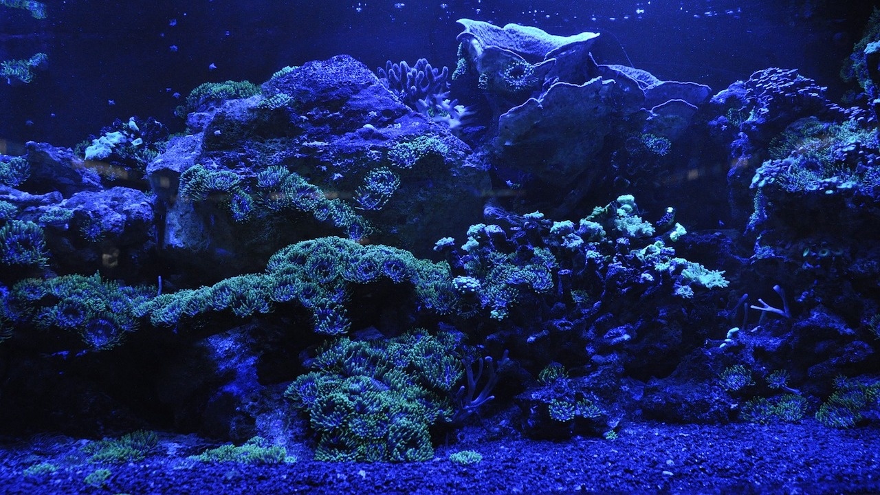 Учени картографираха най-големия дълбоководен коралов риф, простиращ се на стотици