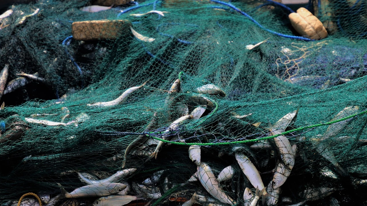 Повече от 100 кг риба е освободена от бракониерски мрежи