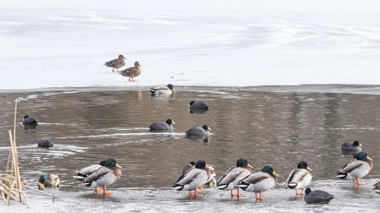 Резултатът от традиционното преброяване на зимуващите водолюбиви птици у нас е