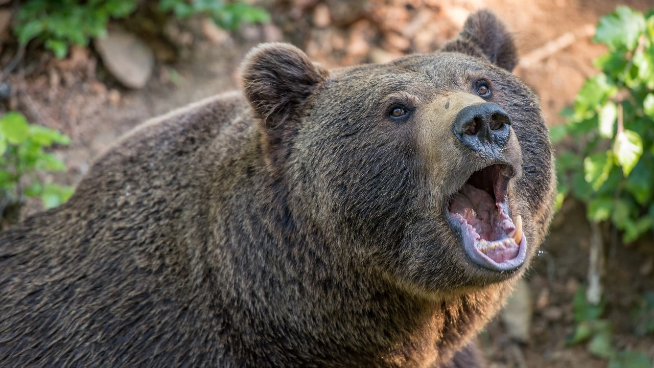 Група мигранти е била нападната от мечка близо до град