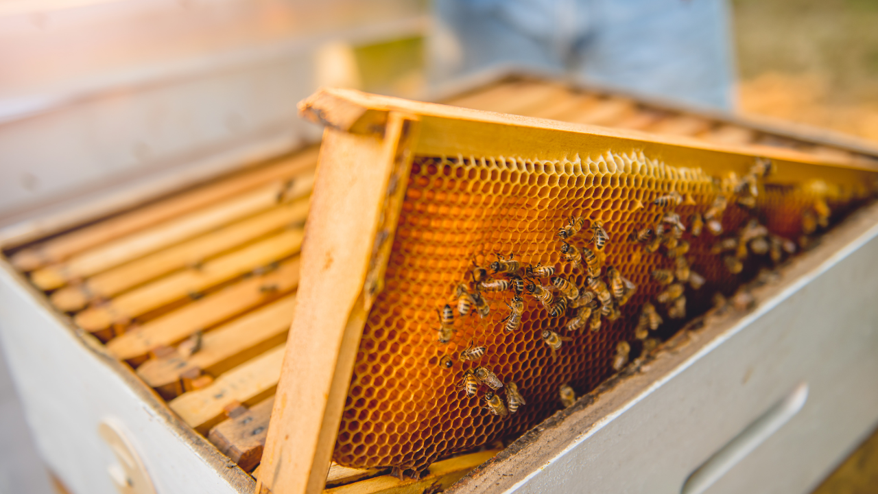 Пчелата дава мед два месеца – май и юни, а