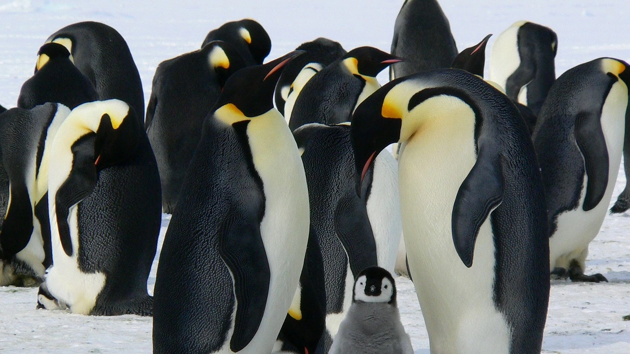 Учени са забелязали неизвестни досега колонии от императорски пингвини в