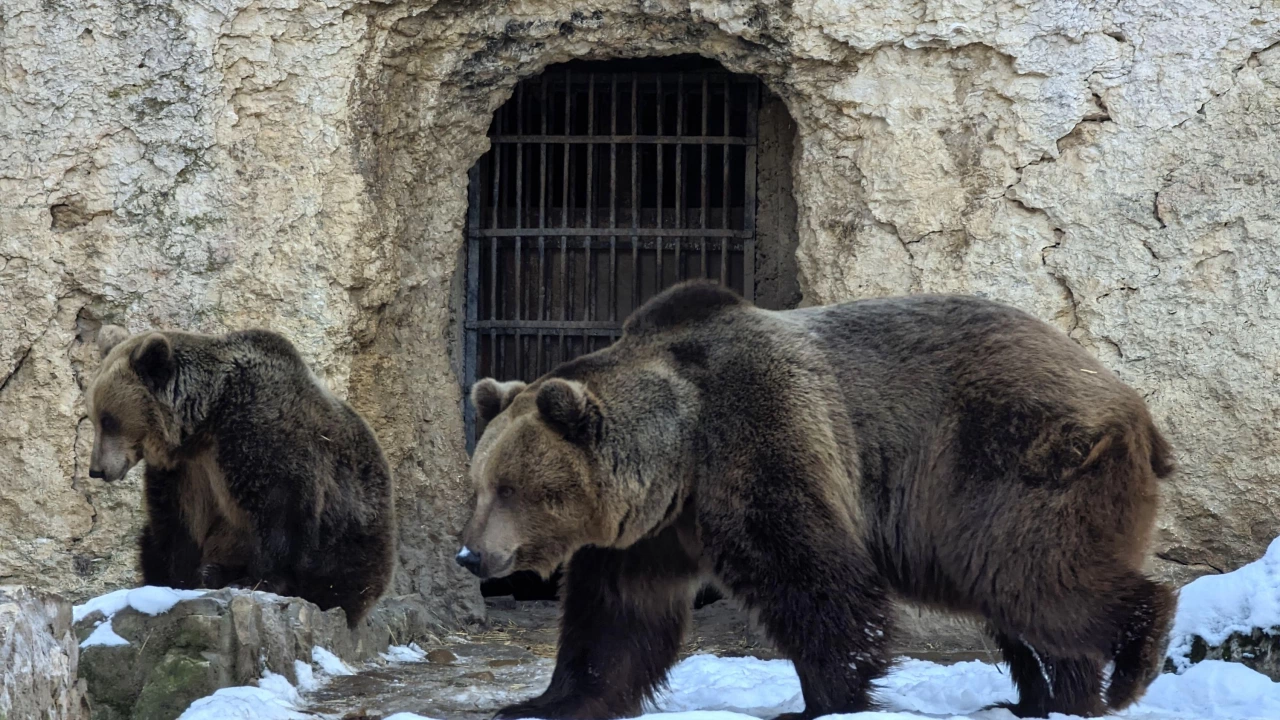 Въпреки ниските температури в последните дни мечките в зоопарка в