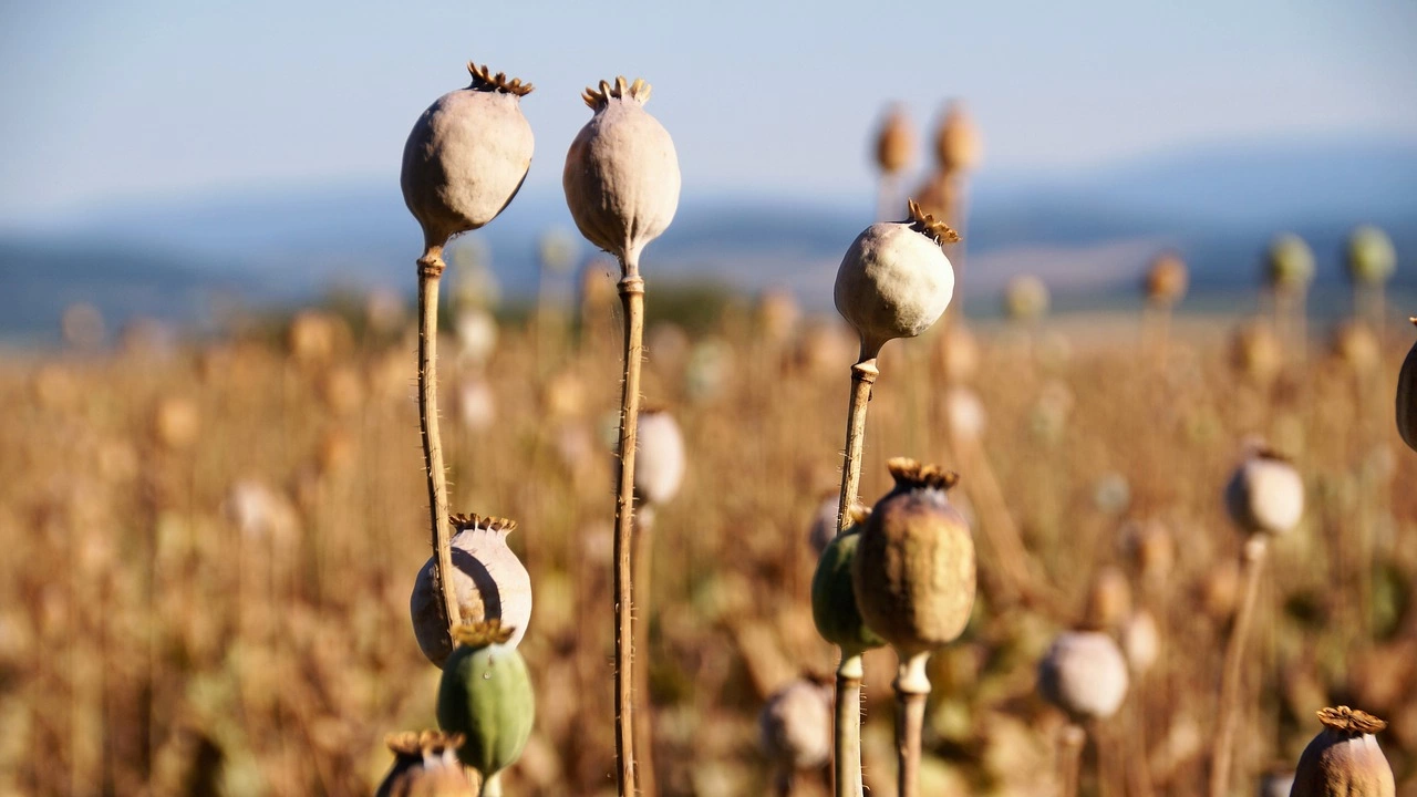 Балканският маршрут е ключов коридор за търговията с хероин в