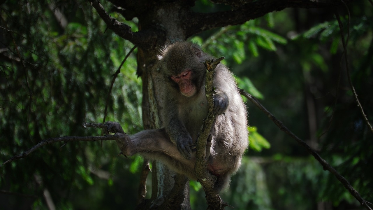 Експертите, които издирват маймуна, избягала преди три дни от парк