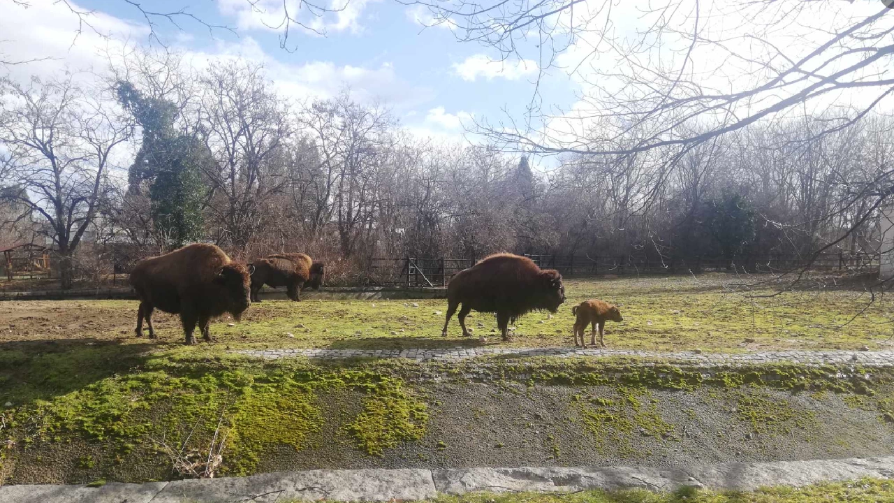 На 18 януари стадото на бизоните в Зоологическа градина София